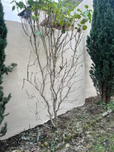 Arbuste devant un mur en crépi beige.